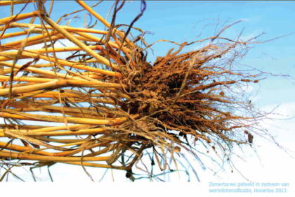 Systeem met wortelintensificatie voor zomertarwe, Heverlee 2013 - Foto wervel.be - klik voor vergrote weergave