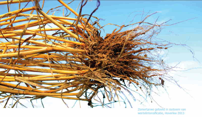 Systeem met wortelintensificatie voor zomertarwe, Heverlee 2013 - Foto wervel.be - klik voor vergrote weergave