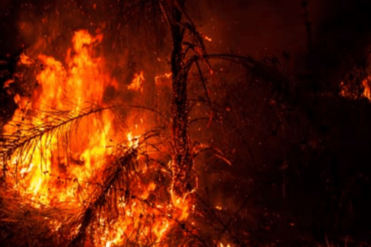 Biodiverse savanne wordt illegaal in vuur en vlam gezet